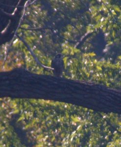 Peregrine Falcon (Imm)