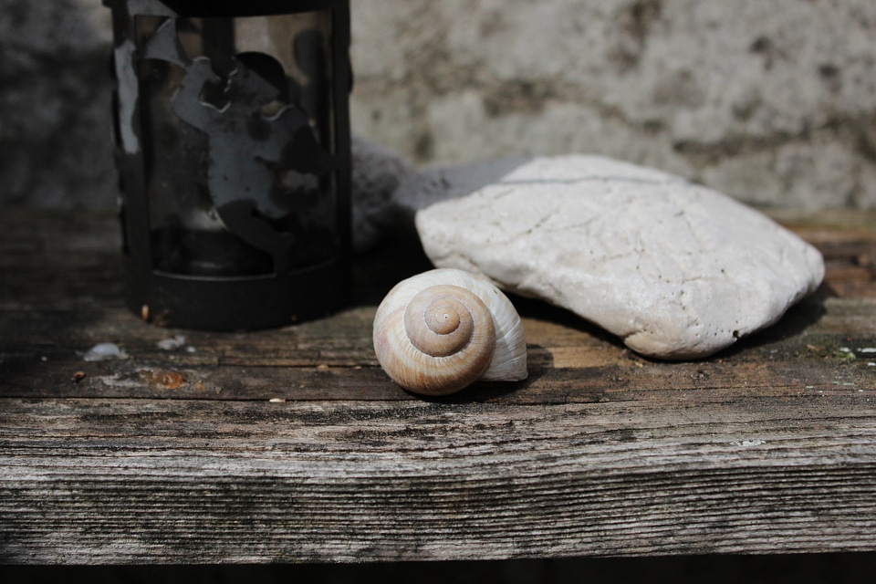 Conch stone still life