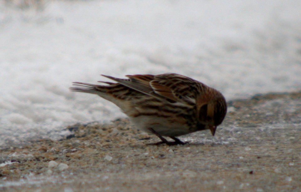 DSCN6474 c LapLon Pembroke Area Kankakee Co IL 1-22-07