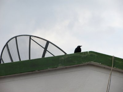 raventown