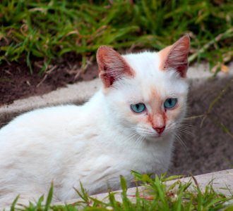 White Cat