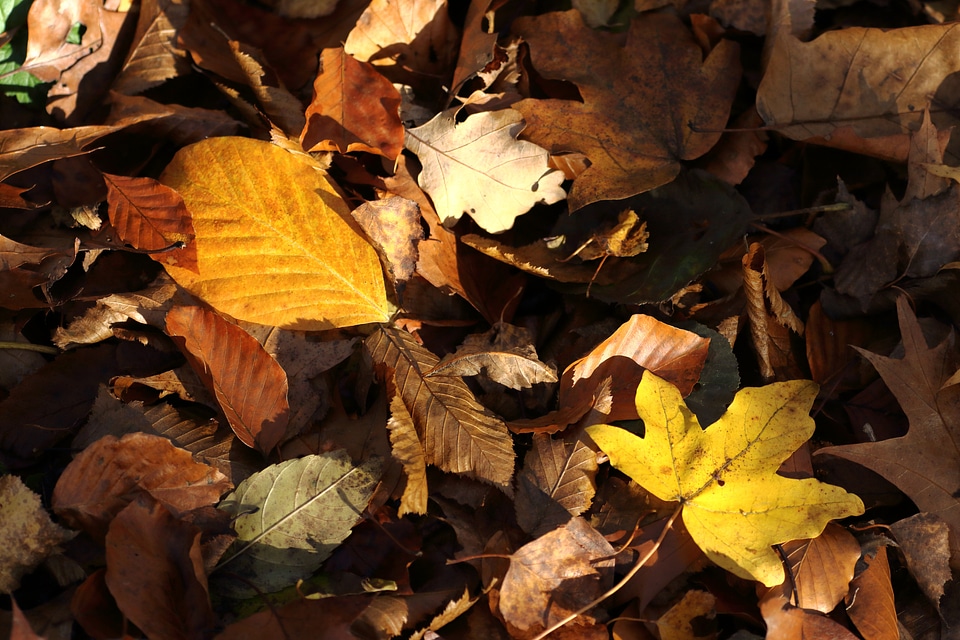 Leaves fall foliage brown