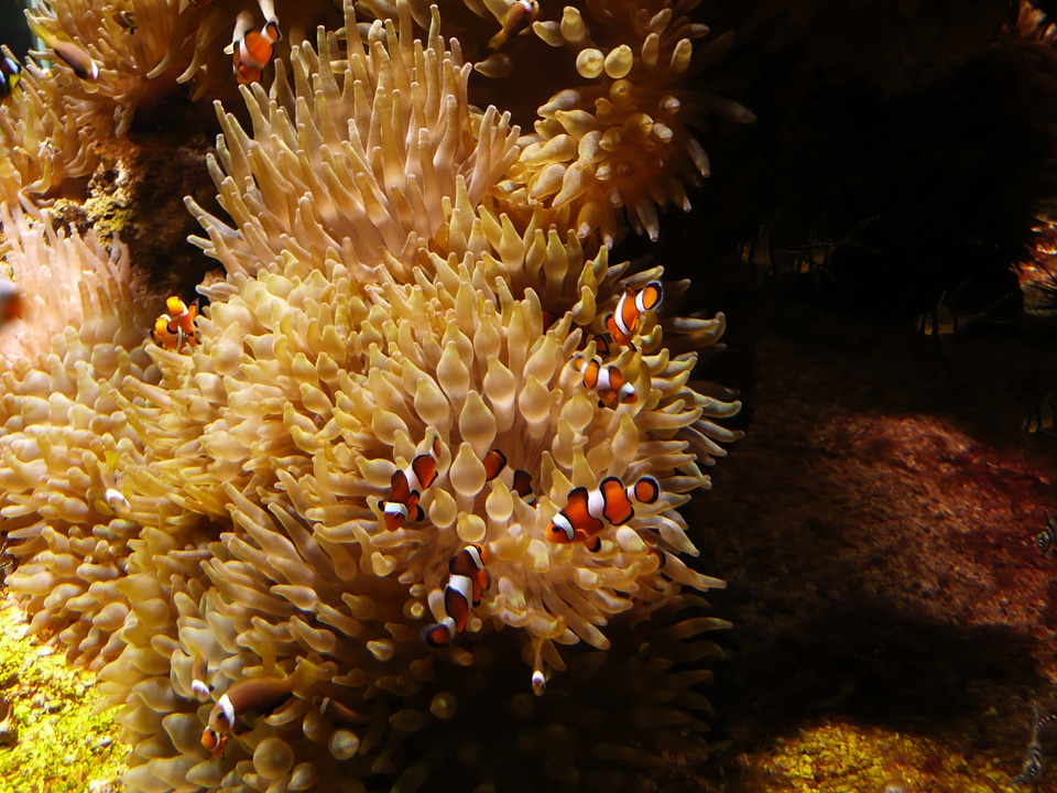Aquarium fish sea ​​aquarium