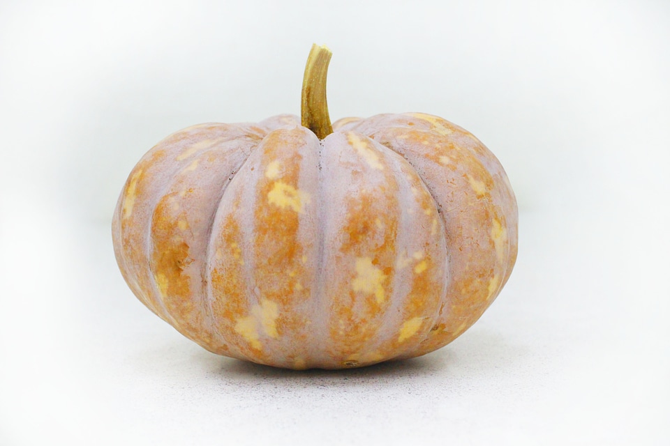 Pumpkin white agriculture