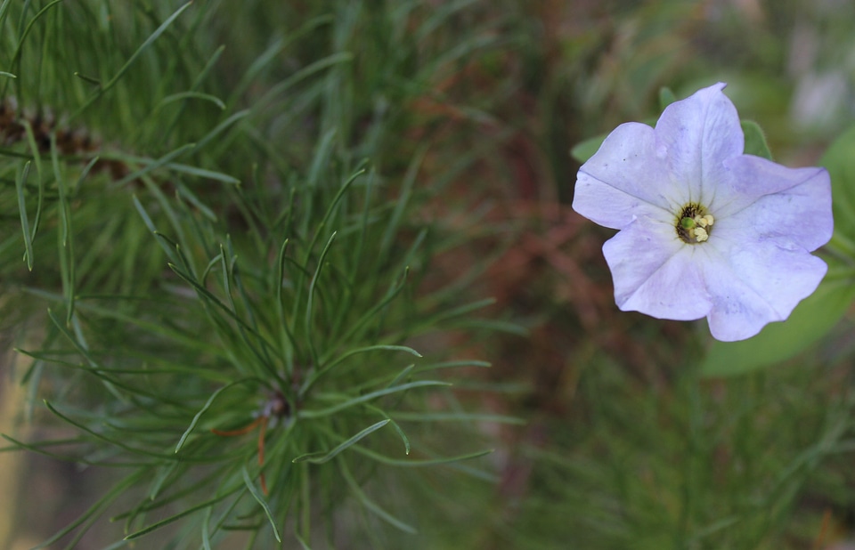 Coniferous tree meadow grass