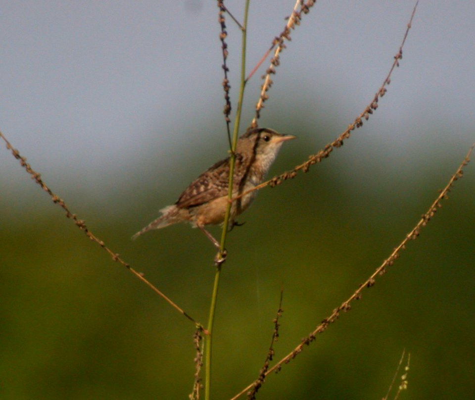 DSCN4760 c Sedge Wren Perry Farm Bourbonnais IL 8-21-06