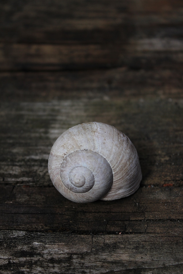 Conch still life old wood