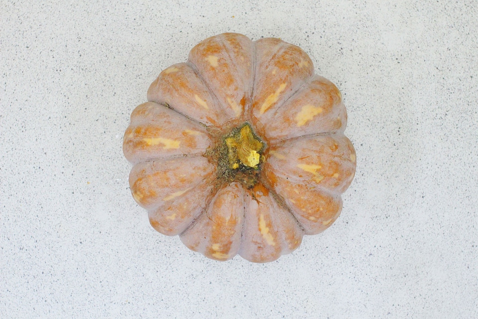 Pumpkin white agriculture