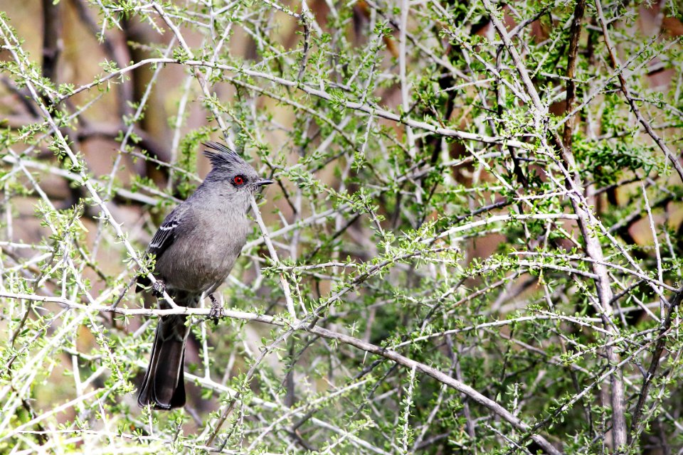 The Black Cardinal - Phainopeplas