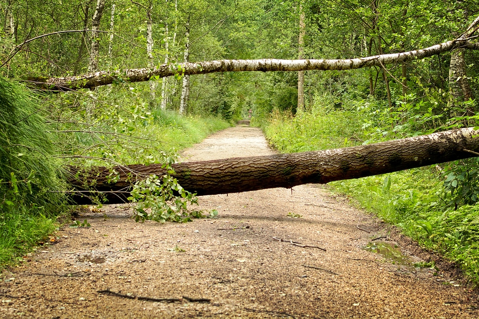 Forest nature fracture