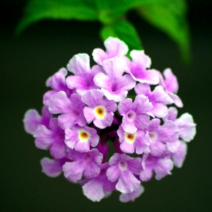 Day 162 - "Every flower is a soul blossoming in nature." - Gerard De Nerval
