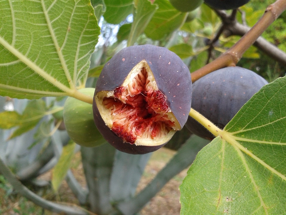 Fig tree fruits ripe