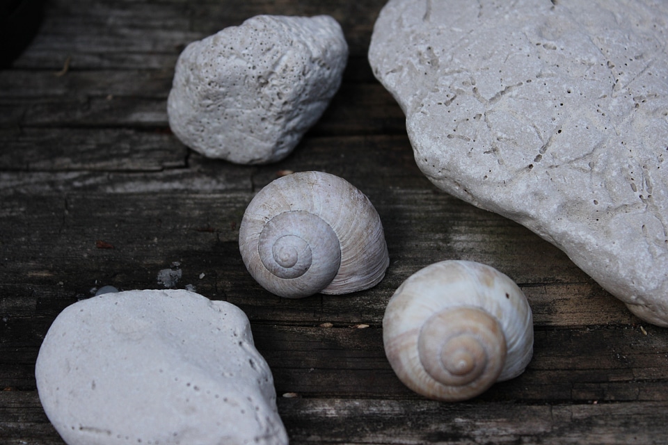 Stone wood still life