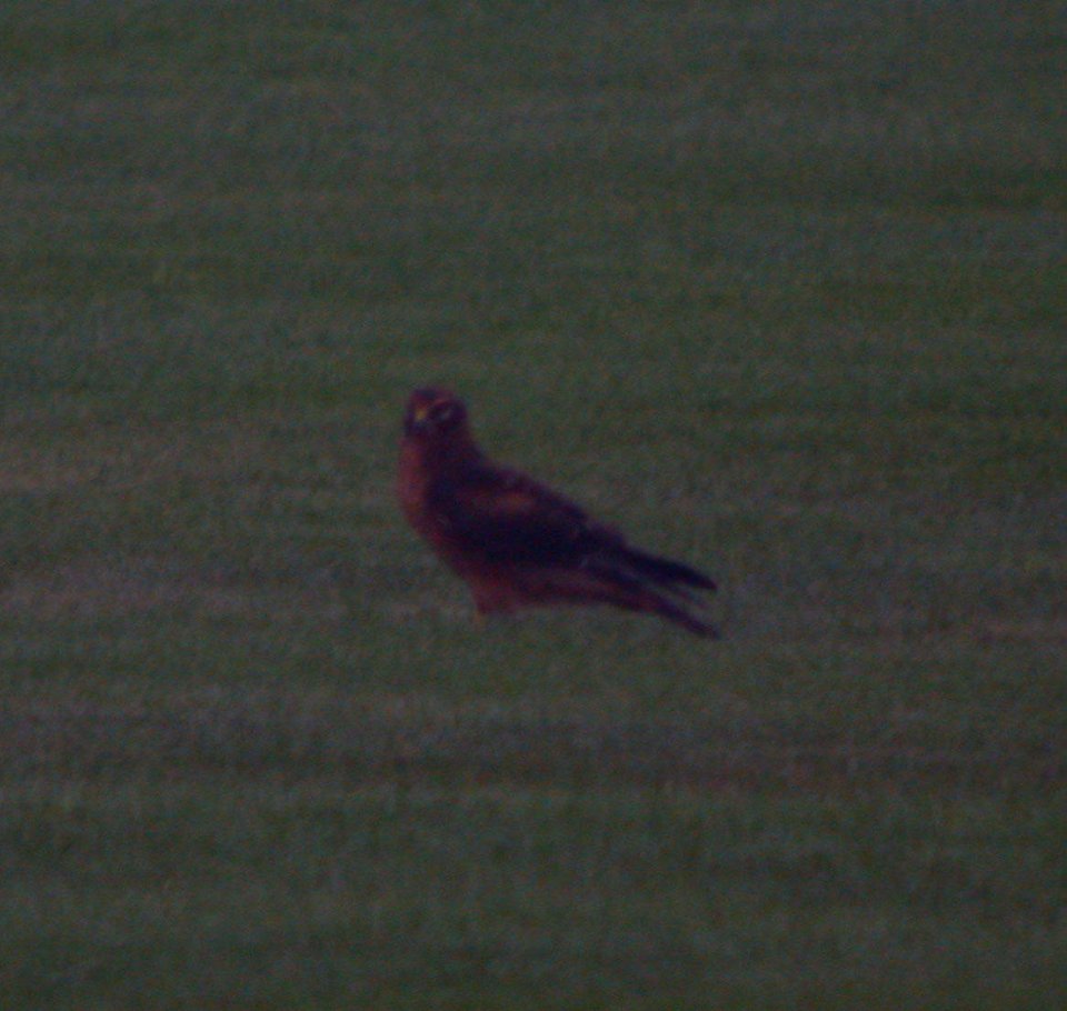 Northern Harrier (Juv)