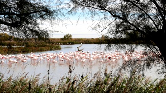 Parc Ornithologique du Pont De Gau