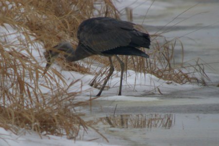 Great Blue Heron - What's it hunting? photo