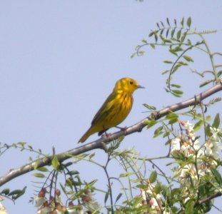 Yellow Warbler (Male) photo
