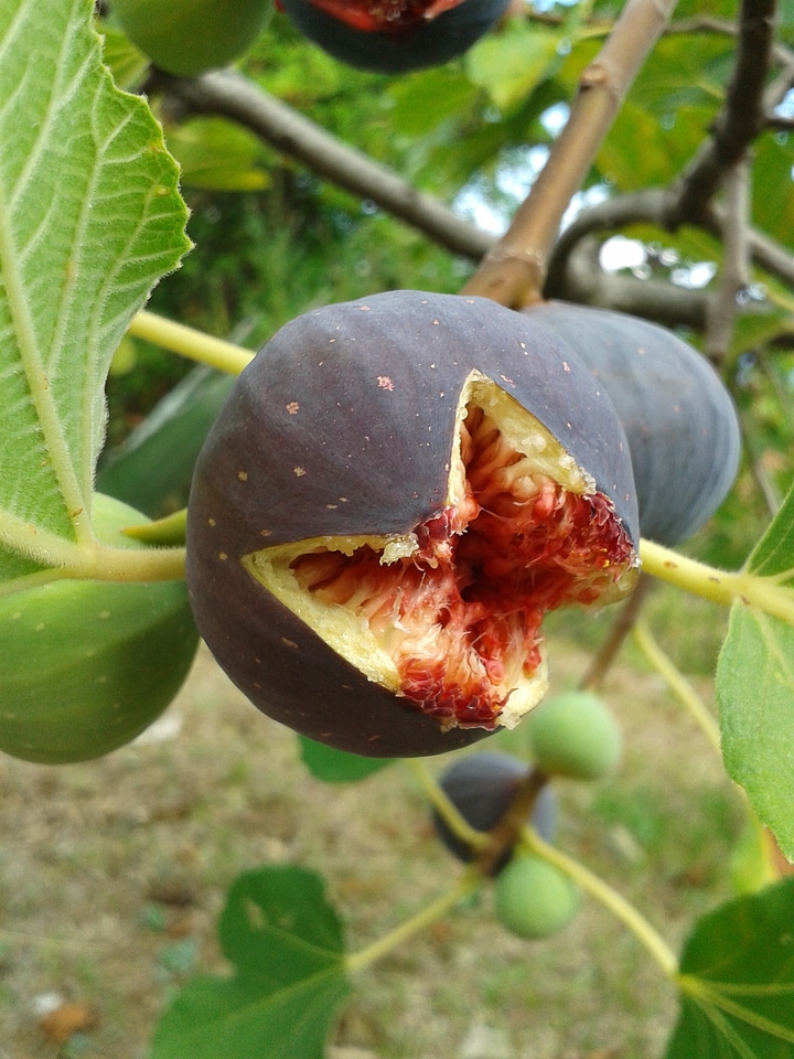 Fruit fruits fig leaves