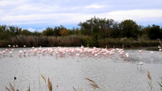Parc Ornithologique du Pont De Gau