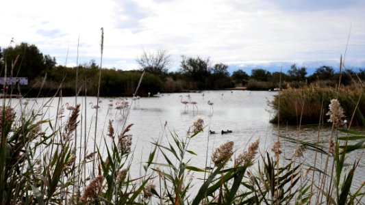 Parc Ornithologique du Pont De Gau