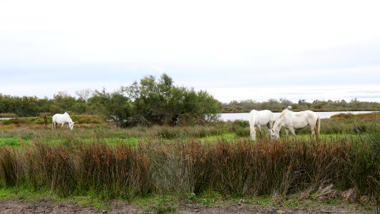 Parc Ornithologique du Pont De Gau