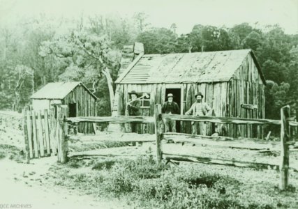 Logging in Leith Valley