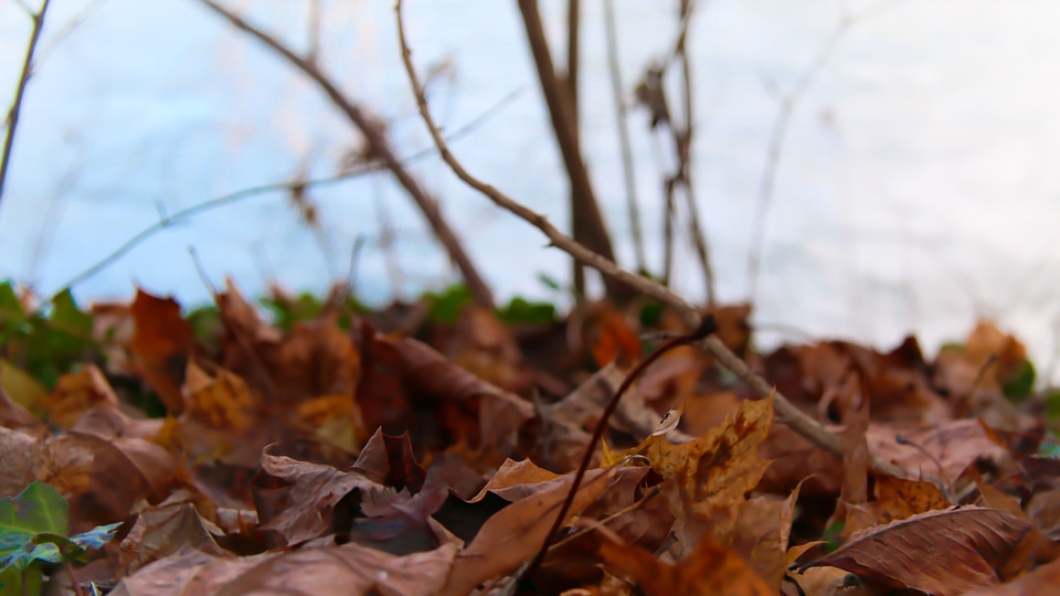 Autumn dry leaf yellow