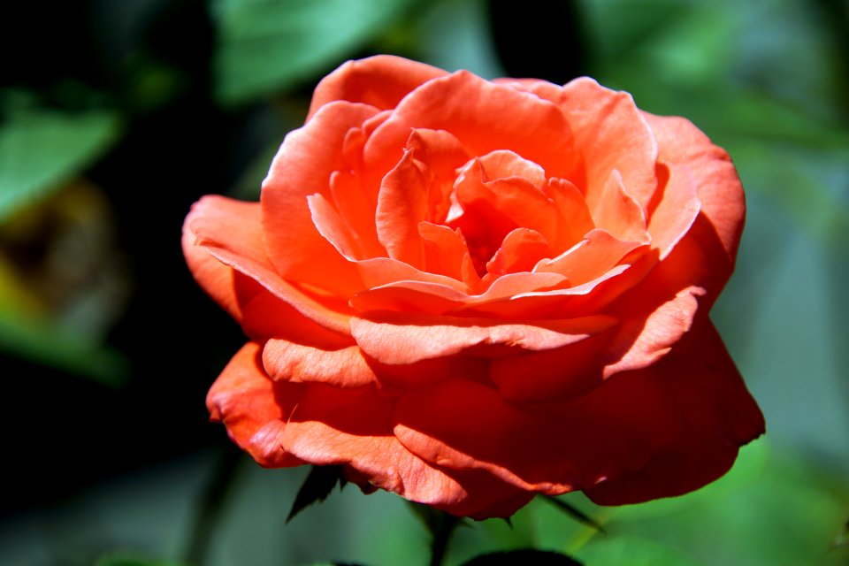 Day 149 - "That which we call a rose. By any other name would smell as sweet."