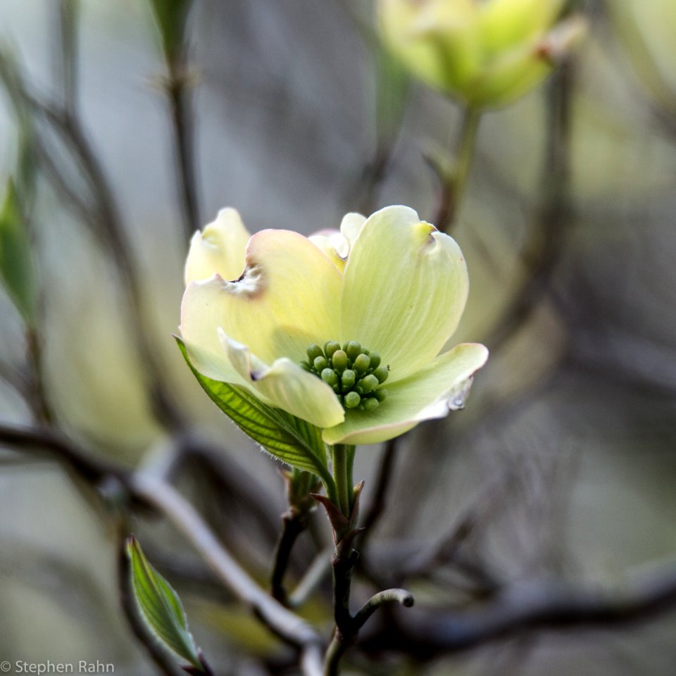 Dogwood
