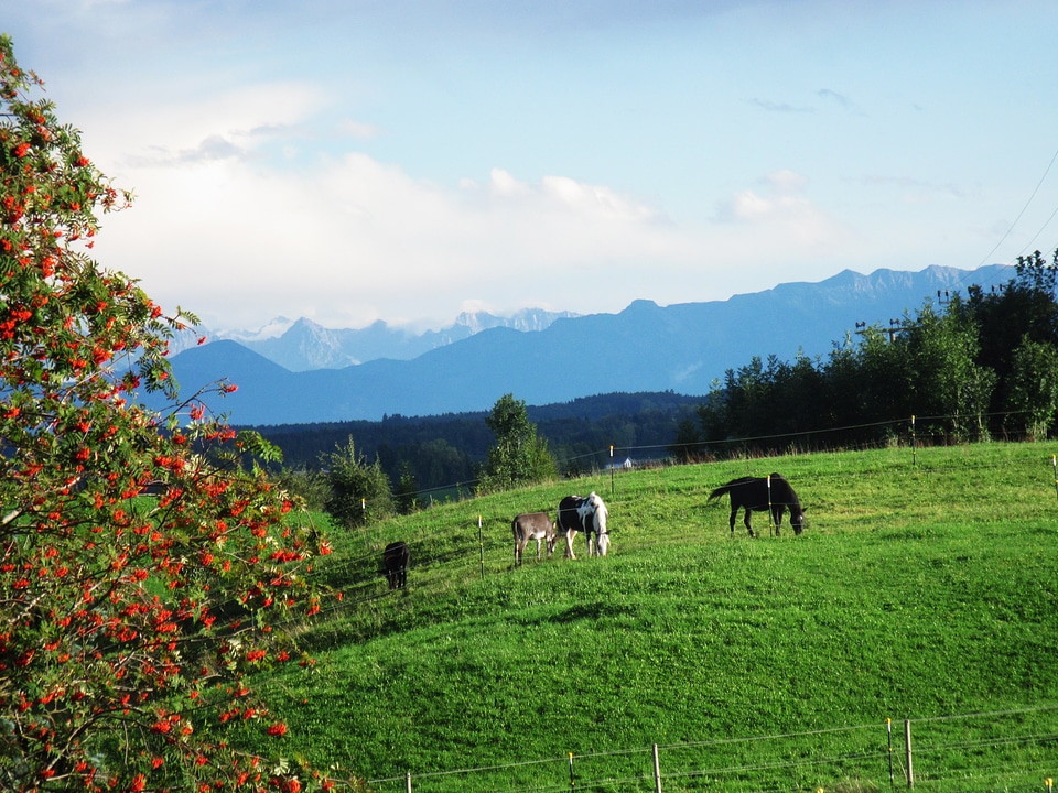 Autumn upper bavaria horses
