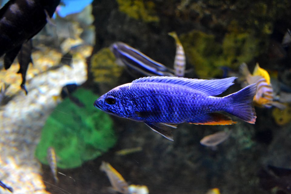 animal: sealife