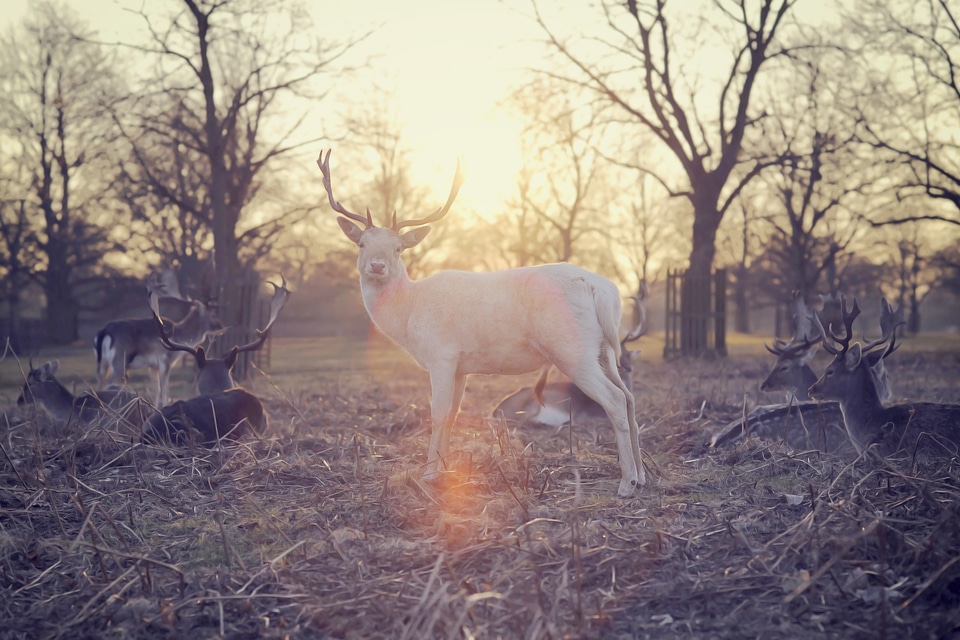 Antlers hart stag photo