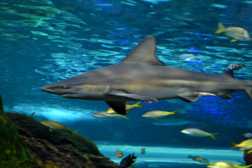 animal: sealife