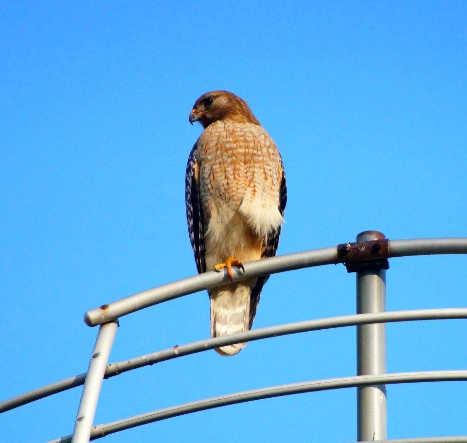 Day 136 - One-Legged Hawk
