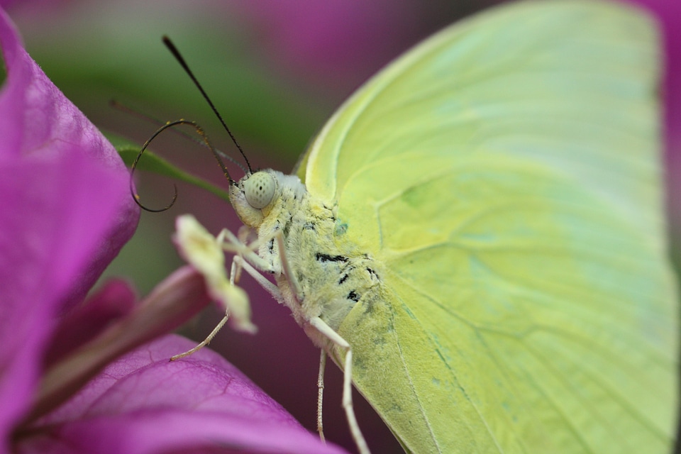Insect macro butterfly