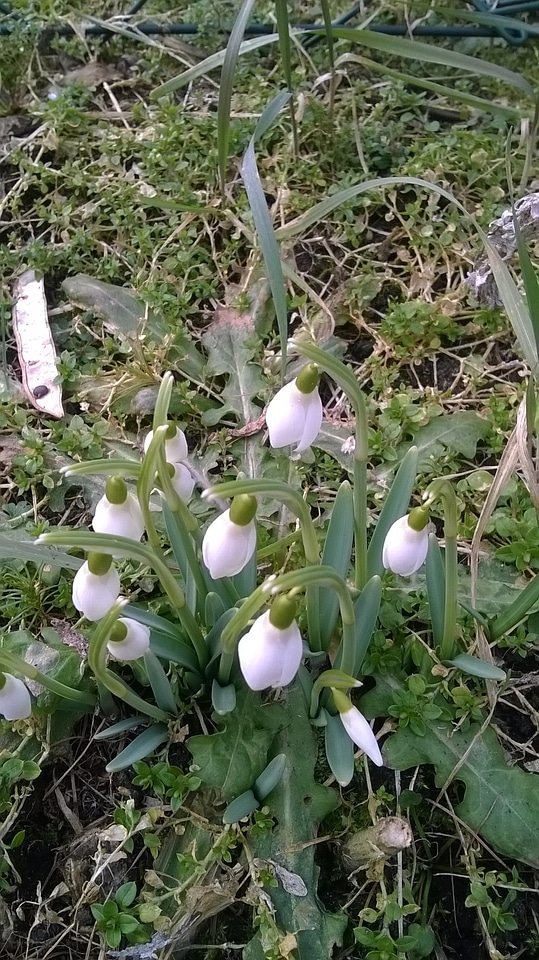 Nature flowers spring
