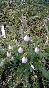 Nature flowers spring