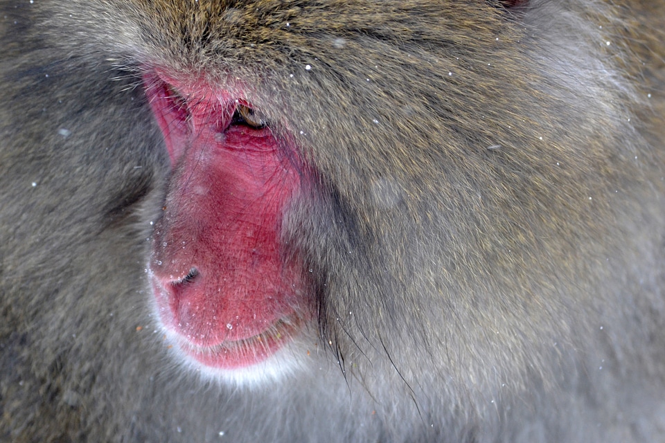 Face monkey wildlife