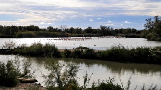 Parc Ornithologique du Pont De Gau