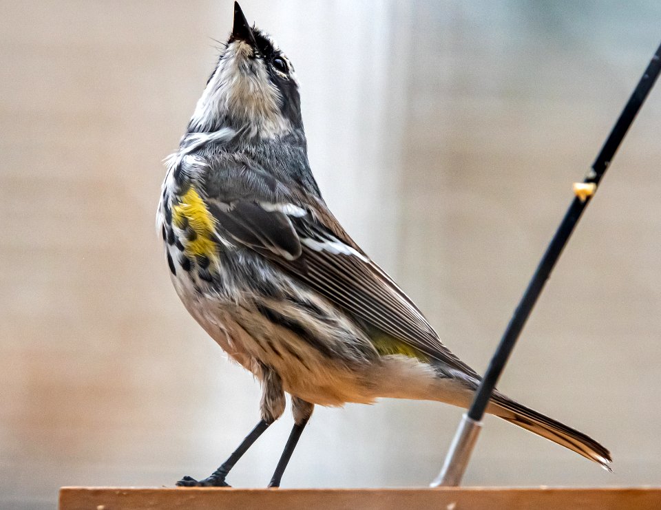 Day 86 - Yellow-rumpled Warbler