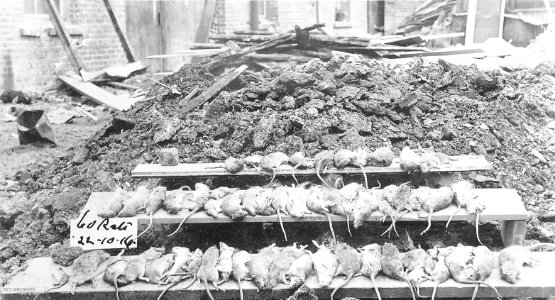 Rat Control - rats killed during replacement of floor in grain store, 1914 photo