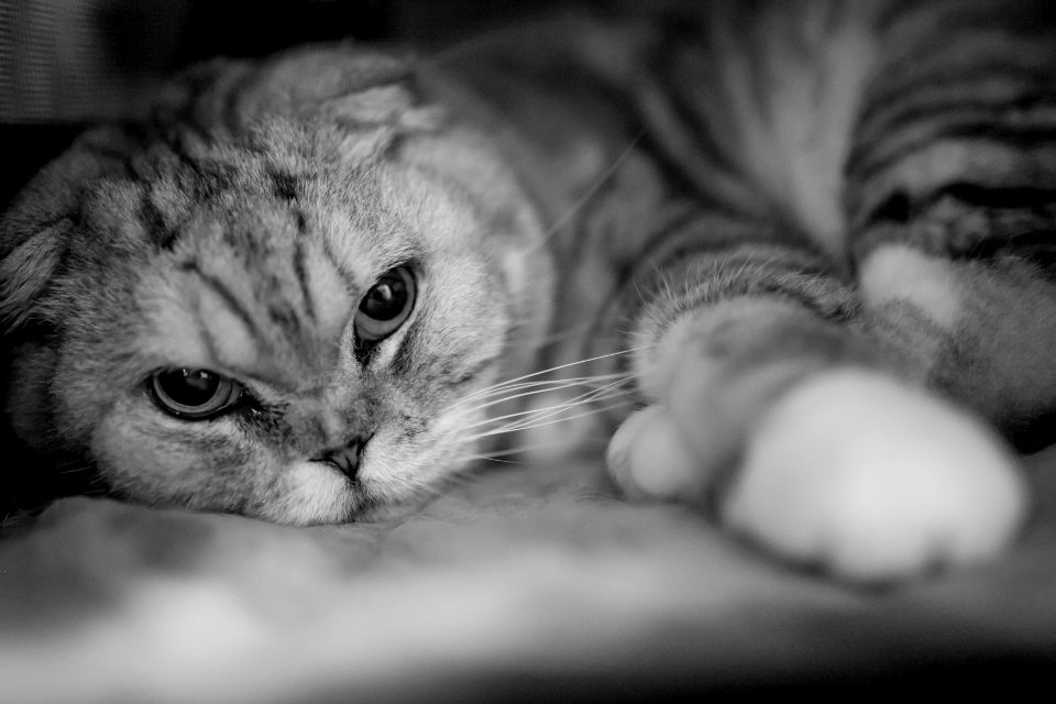 Cat 11102013-5