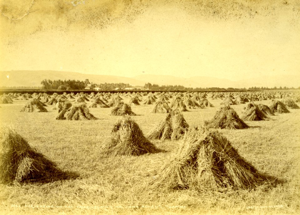 Mr Grant's Farm, Taieri Plain