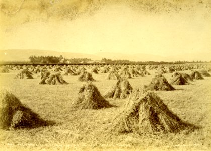 Mr Grant's Farm, Taieri Plain