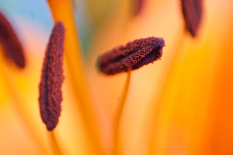 Close up plant nature