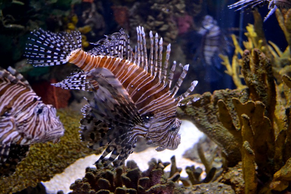 animal: sealife