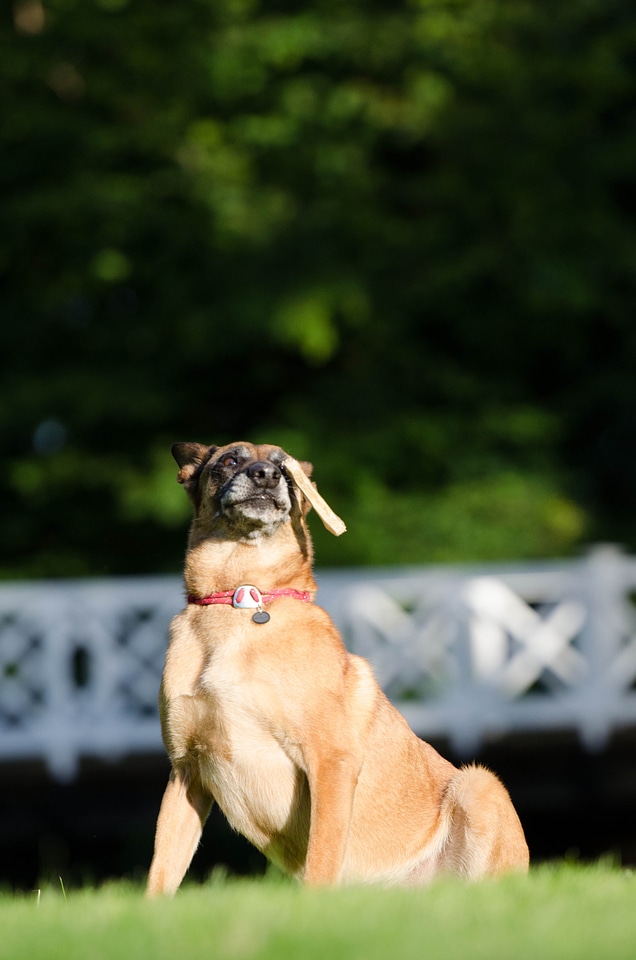 Funny bizarre dog with a bone photo