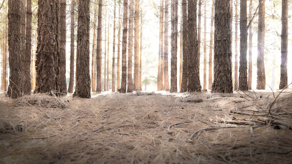 Forest landscape nature photo