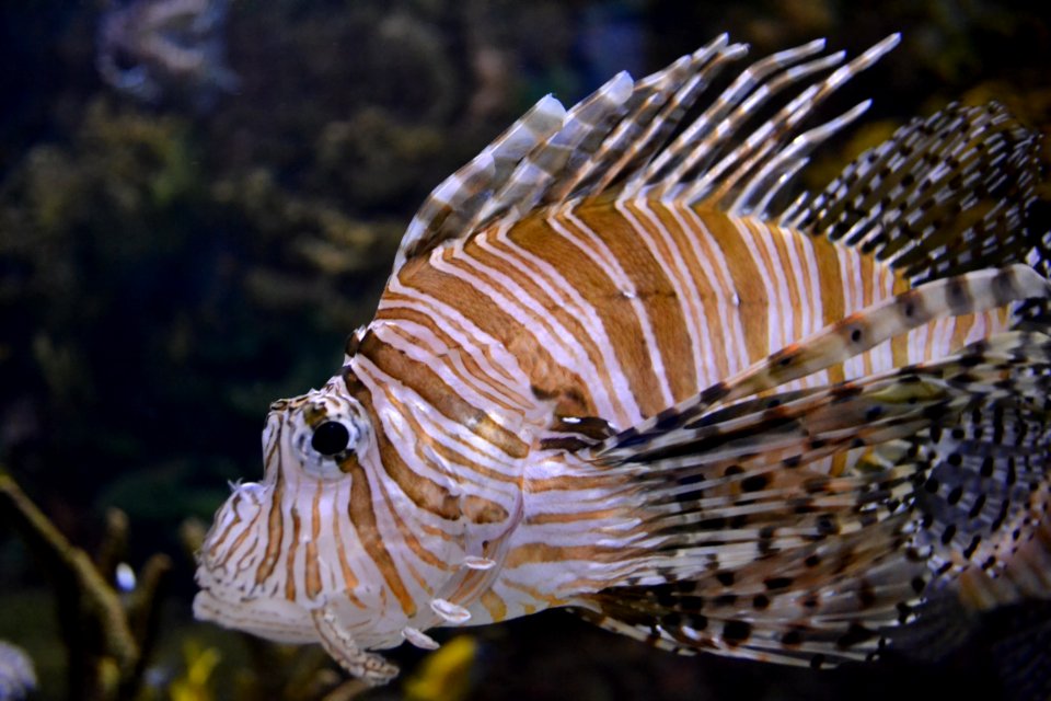 animal: sealife