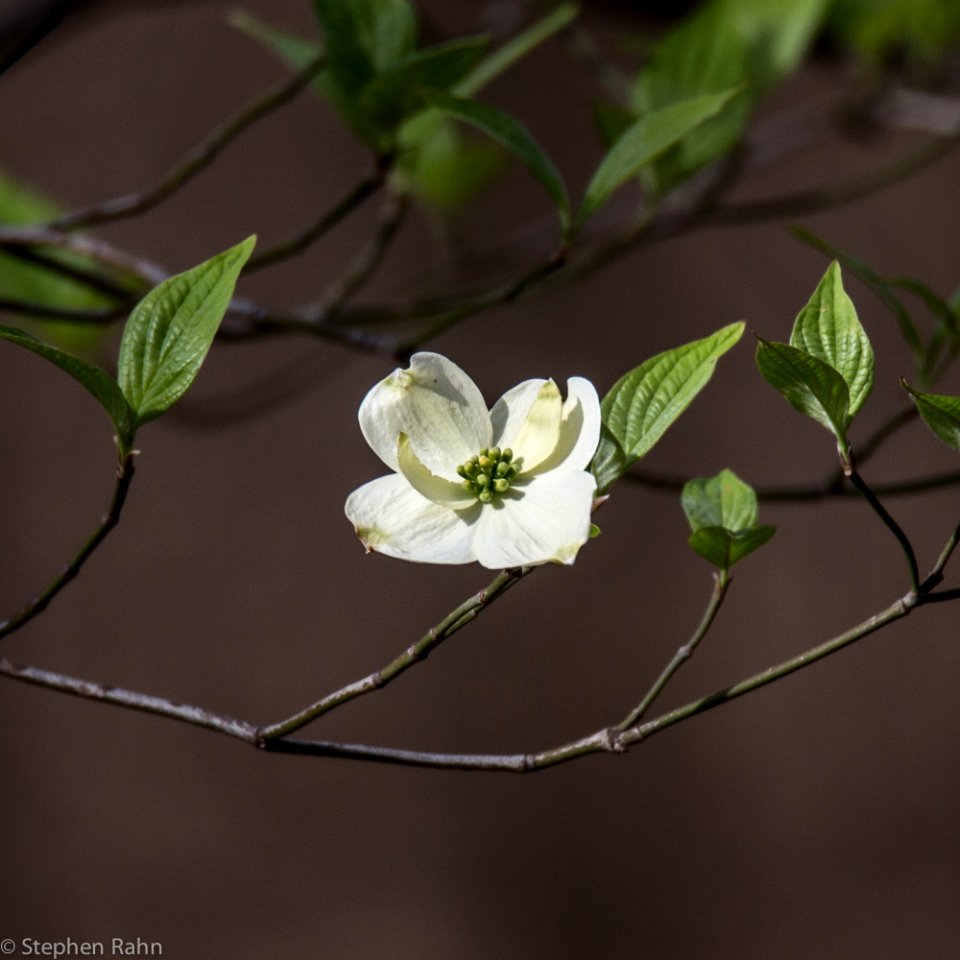 Dogwood